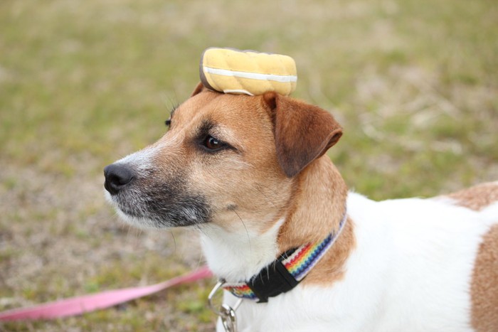 頭におもちゃを乗せる犬