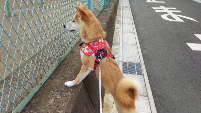 立つ柴犬