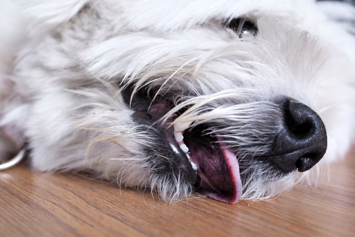 床でぐったりする白い犬
