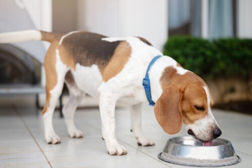 飲み物を飲む犬