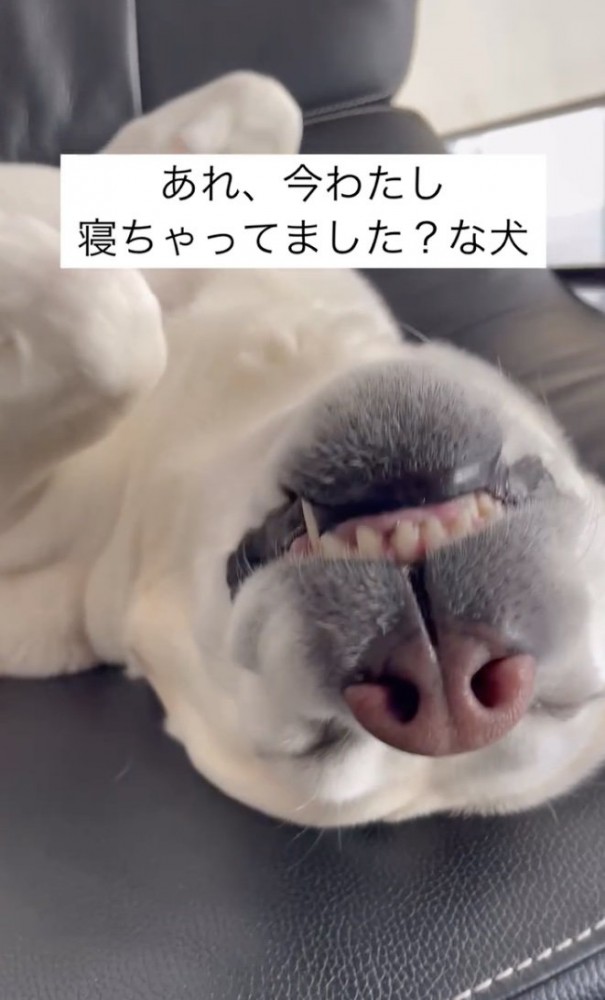 お鼻つやつや