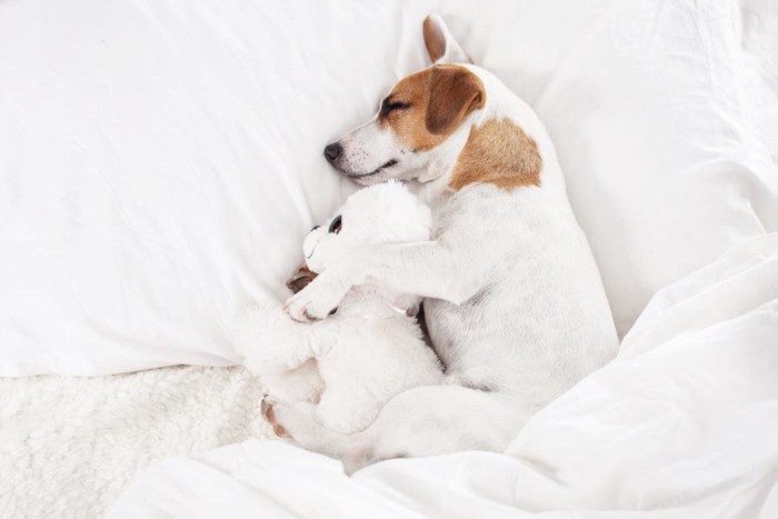 ベッドでぬいぐるみを抱いて寝ている犬