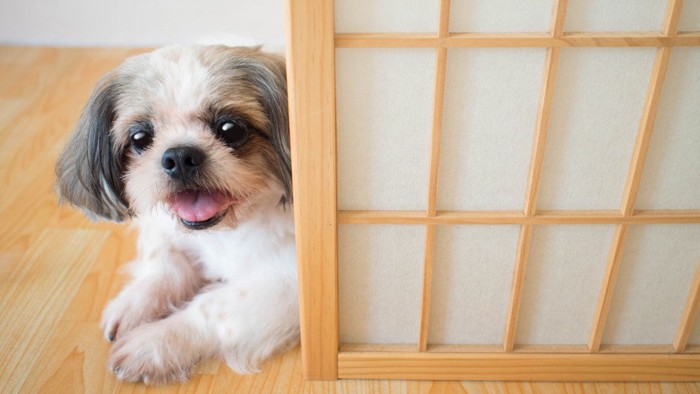 障子から見つめる犬