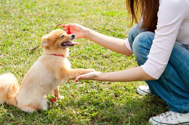 公園で遊ぶ子犬と女性