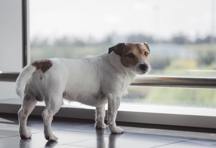 窓辺でしっぽを下げて振り向く犬