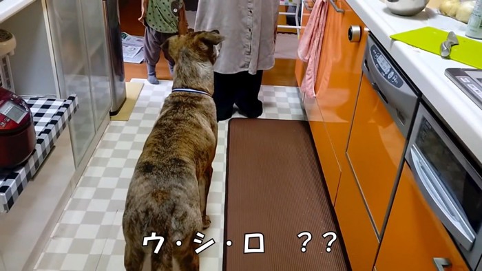 パパが戻ってきた時のりゅうさん6