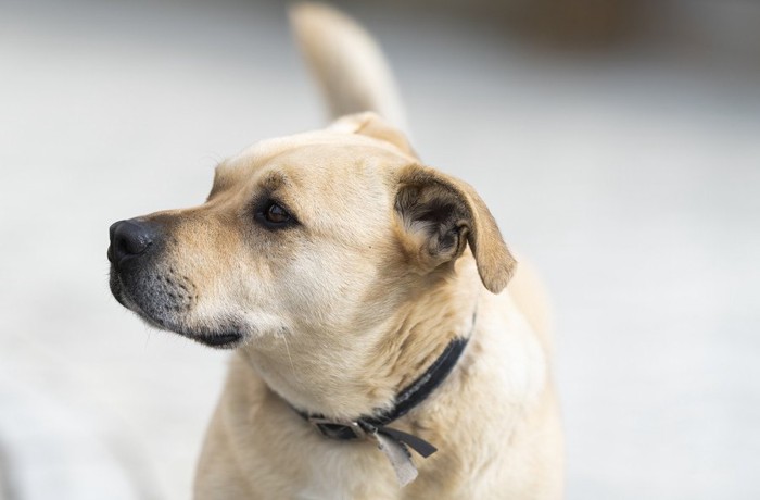 そっぽを向く犬