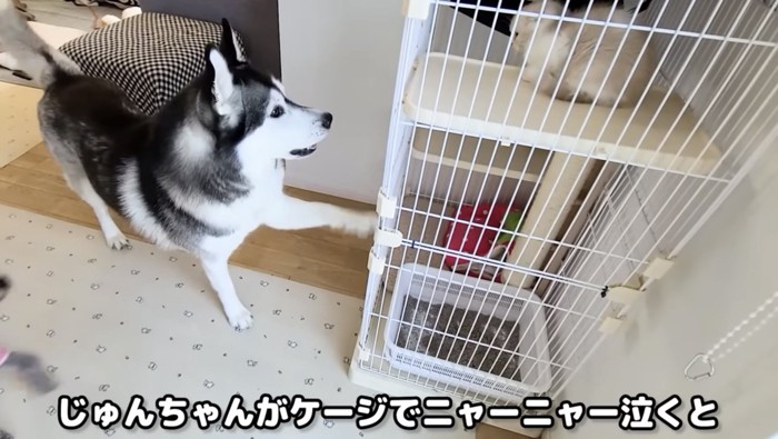 子猫が中にいるケージに前足をかけているハスキー犬