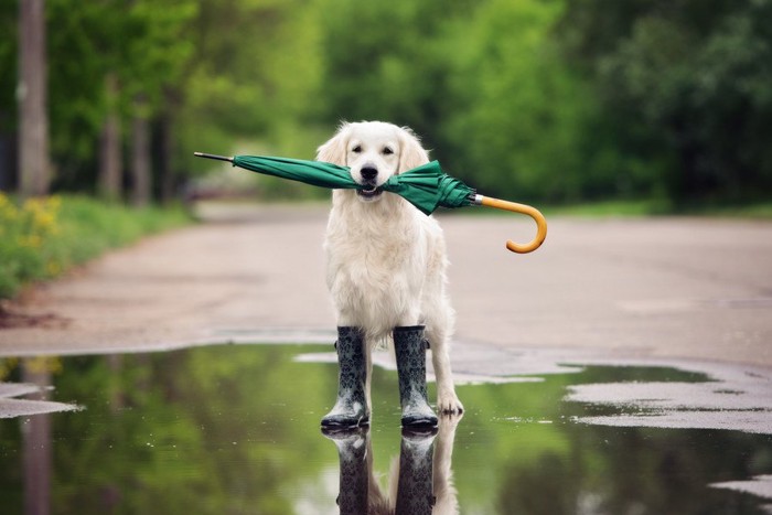 傘を加えた犬