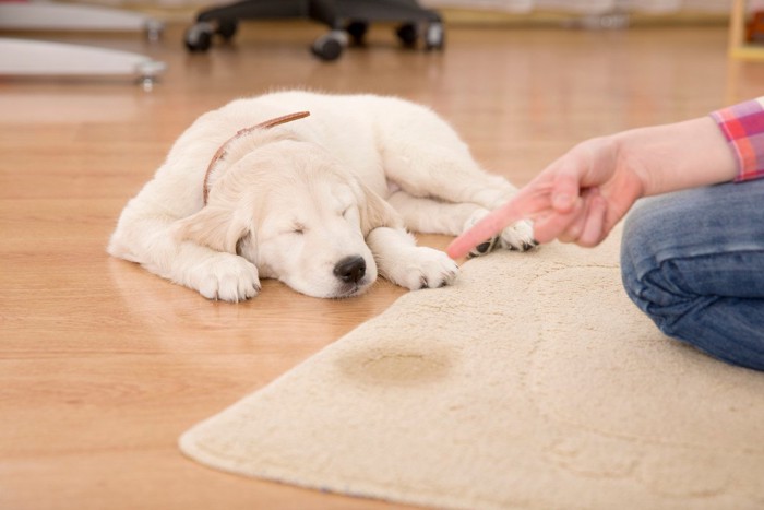 叱られて目を閉じる子犬