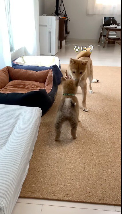 子犬に顔を近づけるお姉ちゃん犬