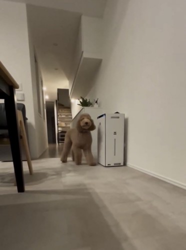 廊下で待つ犬