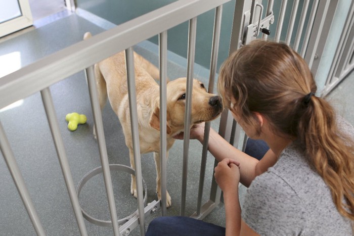 犬舎の中のラブラドールと触れ合う女性