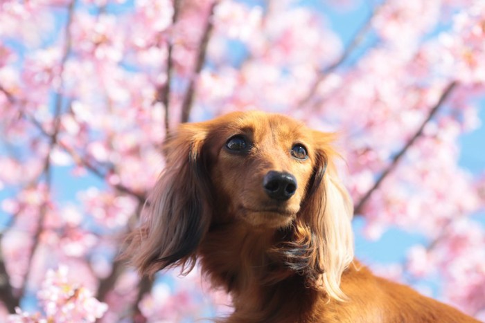 ダックスフンドと梅の花