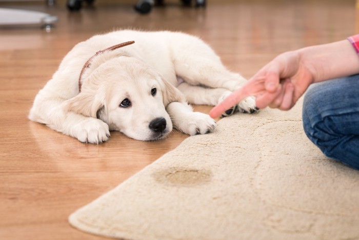 カーペットにトイレをしてしまった子犬と指をさす飼い主