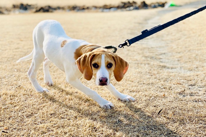 動きたがらない犬