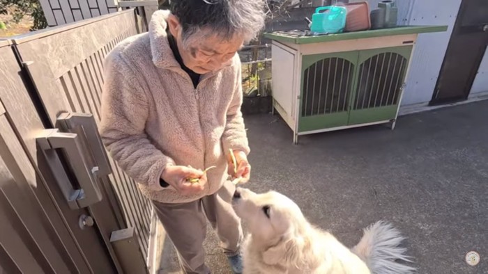 野菜が欲しいメイちゃん