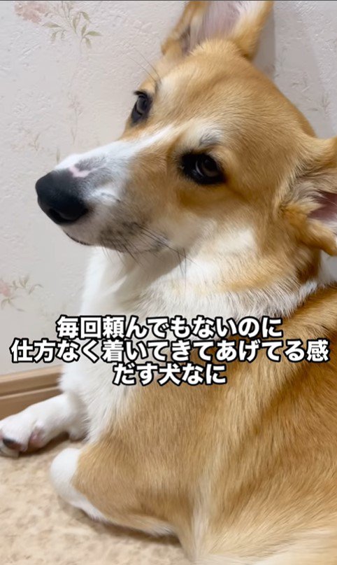 トイレについて来たこまよちゃん7
