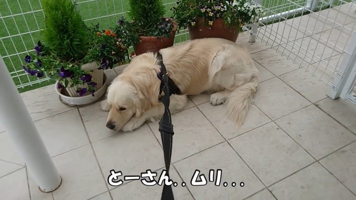 病院を嫌がるギンちゃん9