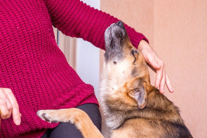 赤い服の女性に甘える犬