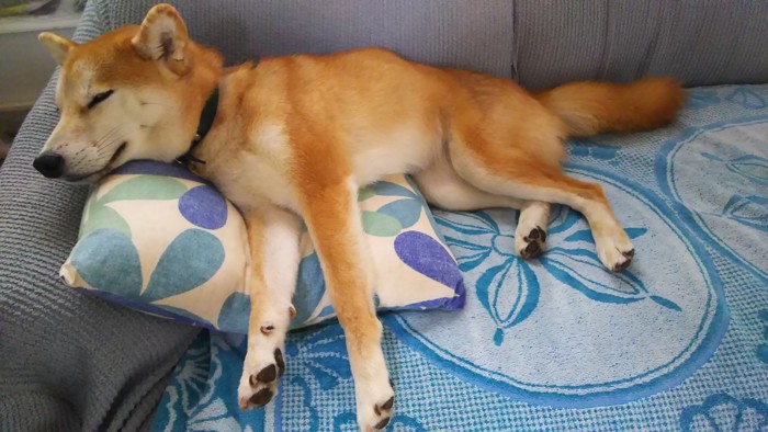 眠る柴犬