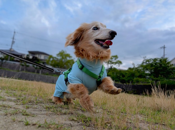 元気な