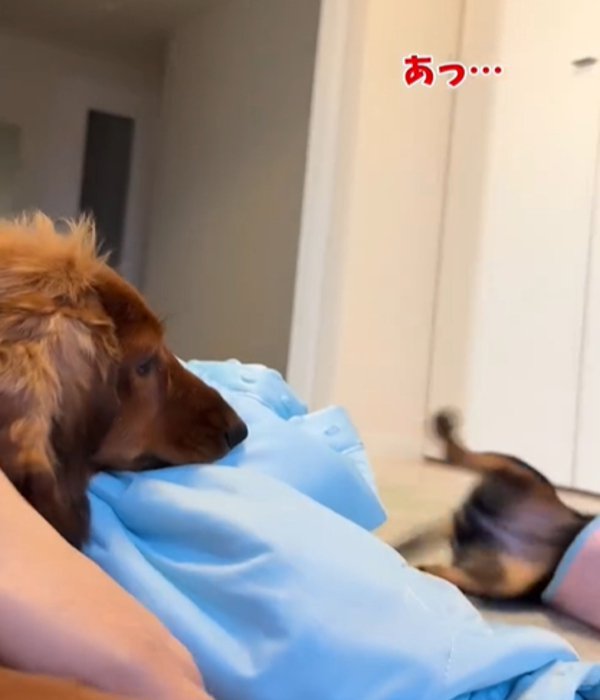 転がる犬