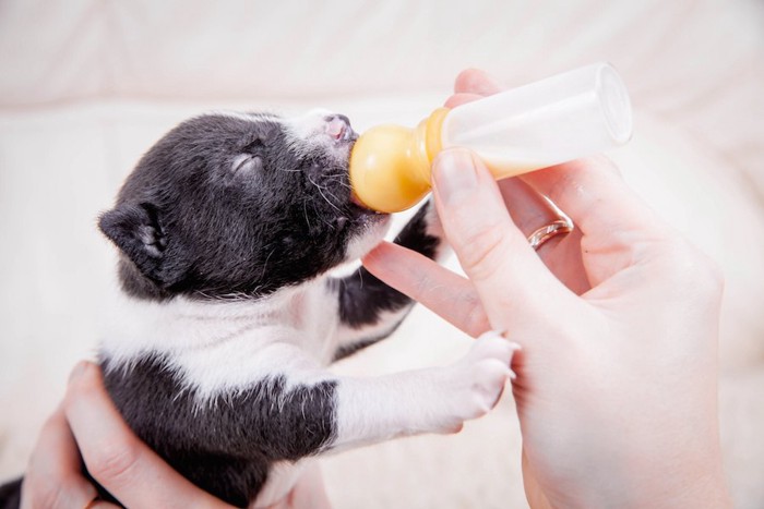 哺乳瓶からミルクをもらう子犬