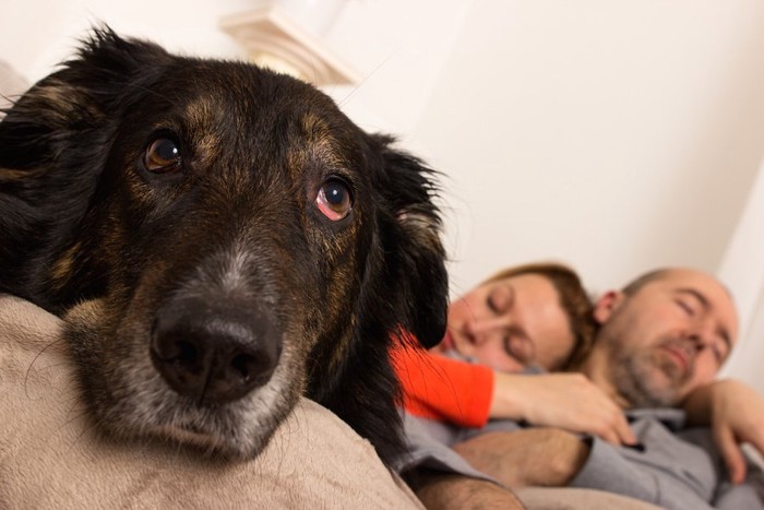 眠るカップルと退屈そうな犬