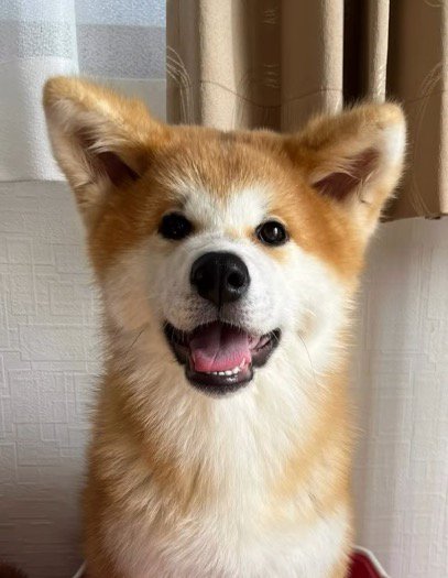 カゴに入って笑顔の子犬