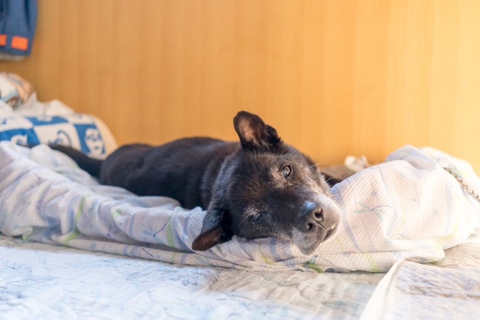 ベッドに横たわる黒い老犬