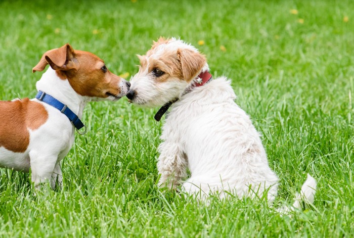 犬の交流