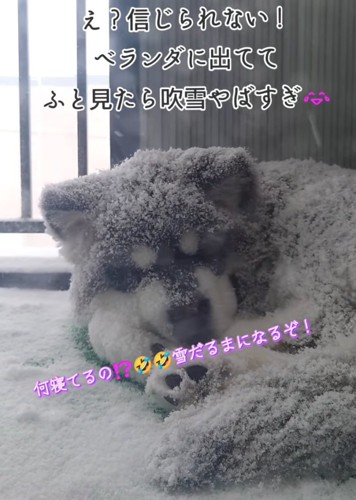 吹雪の中眠る子犬