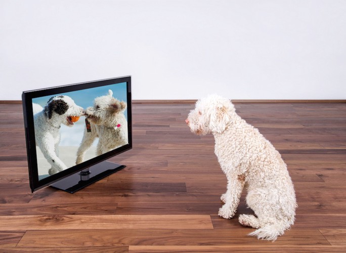 テレビを見ている白い犬