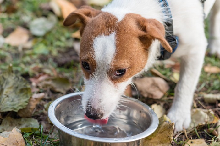 水を飲む犬