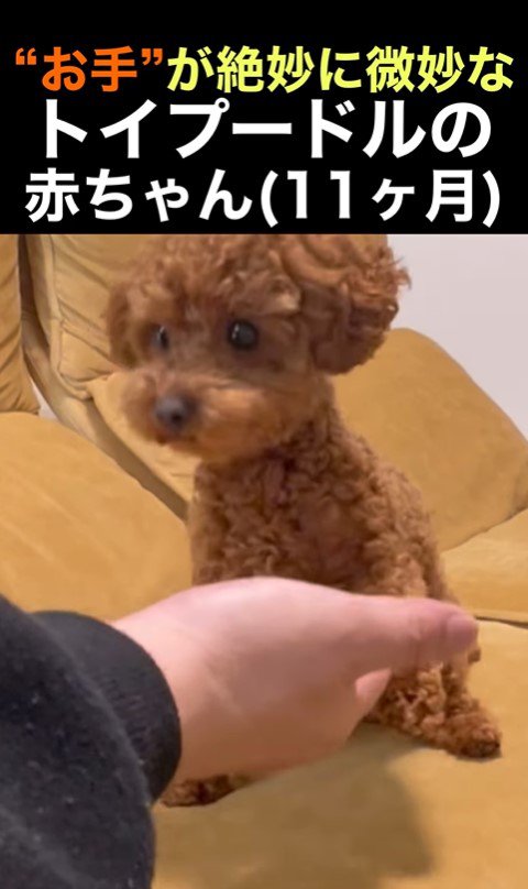 くぅちゃんの「おて」9