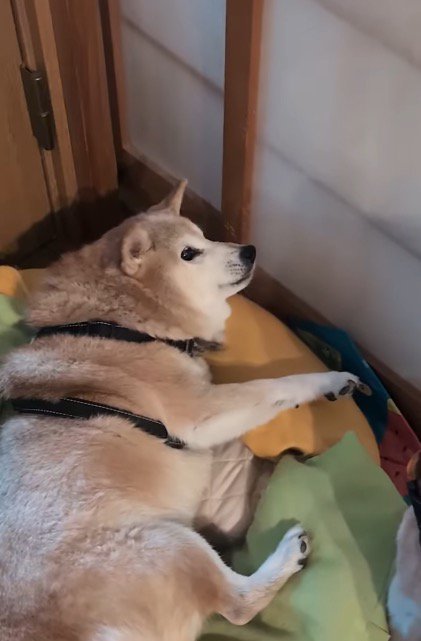 妹犬を見て固まる犬