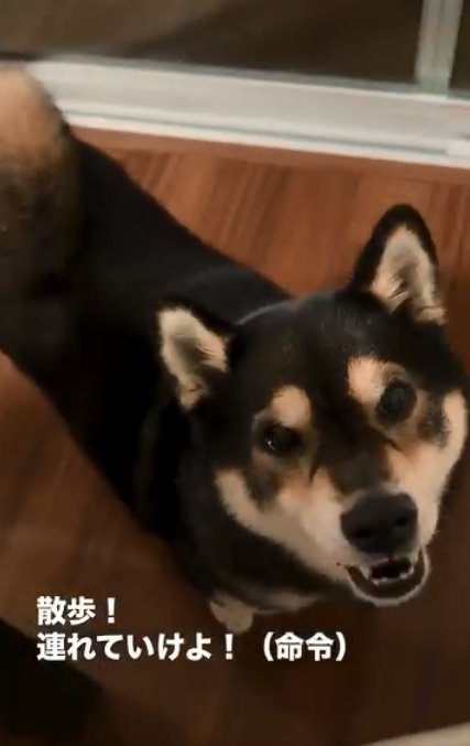 散歩に行きたいももちゃん