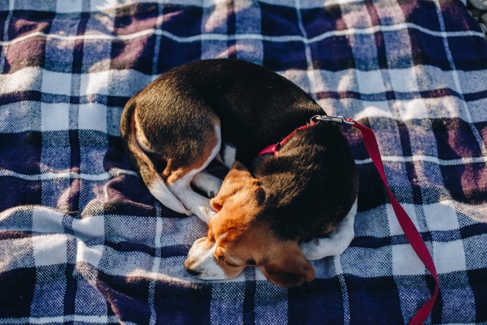 ソファの上で寝る犬