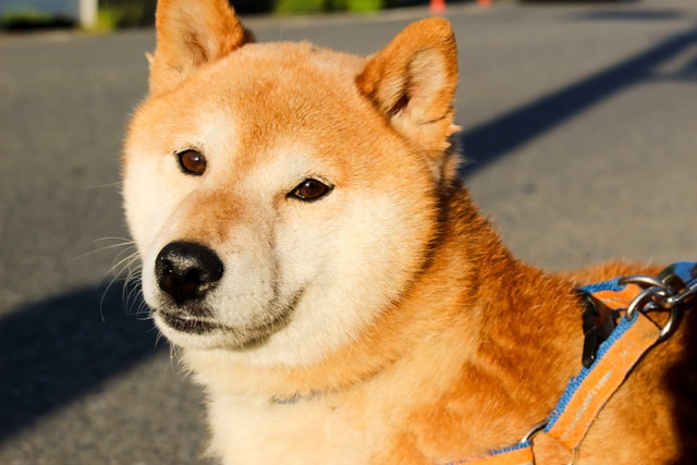 見つめている柴犬