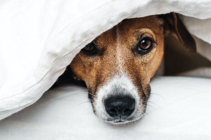 布団に潜って顔を出す犬