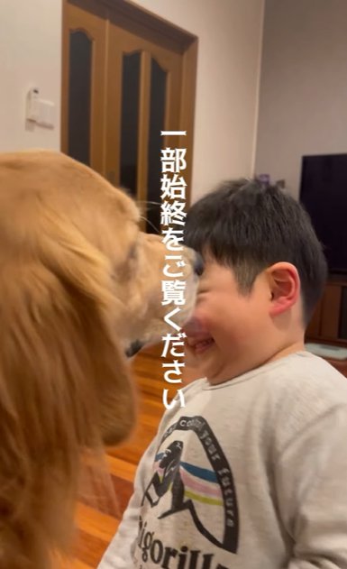 幼い子どものおでこを鼻でつつくゴールデンレトリバー