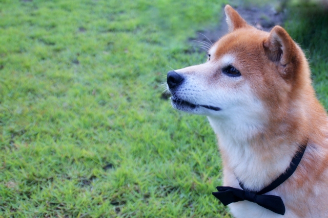 首にリボンを付けどこかを見る柴犬