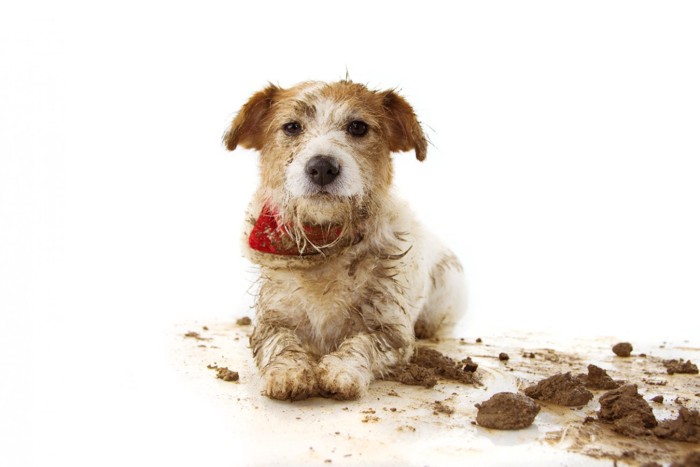 泥だらけになっている犬