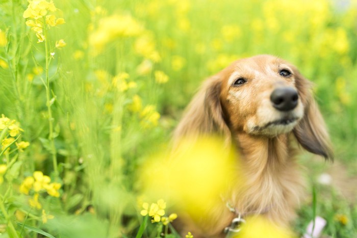 菜の花と犬