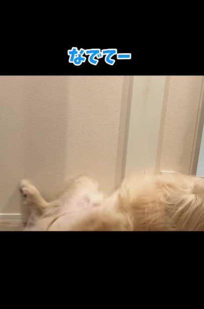 「なでて!」