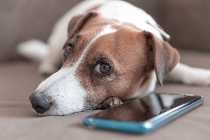 携帯電話のそばで伏せている犬