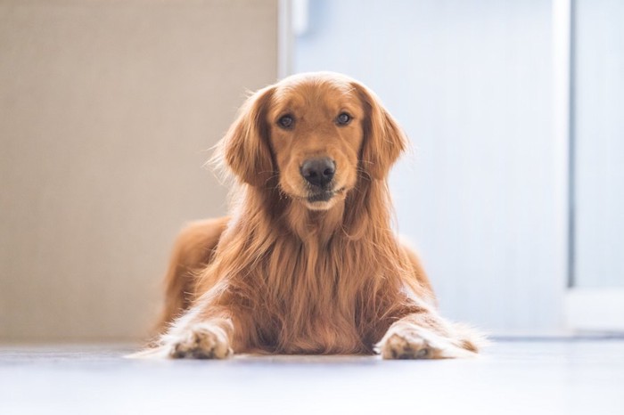 フローリングの上で伏せをする犬