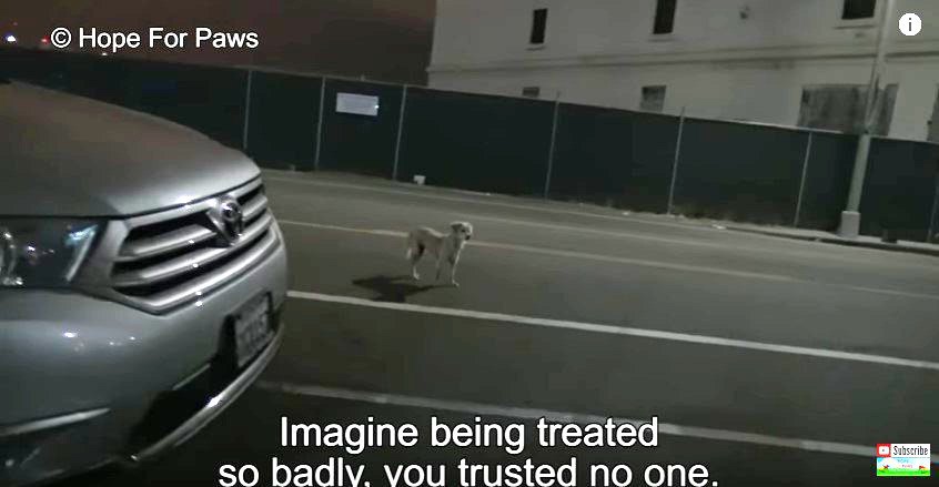 道路で犬を発見