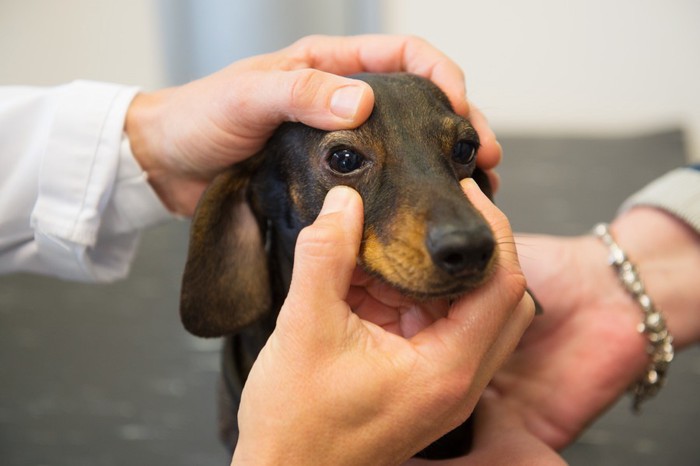 目を診察してもらう犬